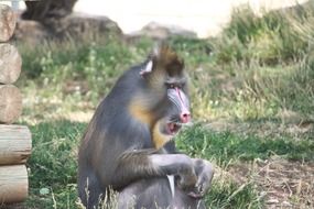 baboon in nature