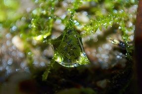 Drops of water on the moss