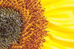 sun flower inflorescence close-up