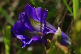 bright blue blossom flower macro