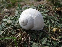 white shell on grass