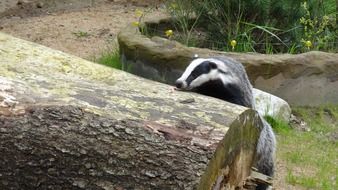 skunk in wildlife