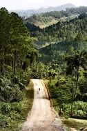 Beautiful landscape of the road among the forest in Cuba