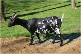 black and white goat on a farm