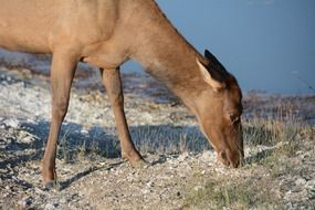 female elk feeding on field