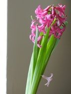 bright pink flowers on green stalks