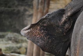 elephant ear close up