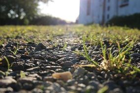 macro photo of grass between stones in the sunlight