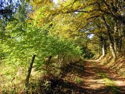 trail near trees in french countryside