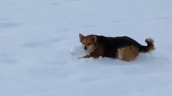 dog in snow