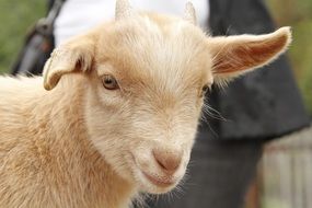 head of cute red goat kid close up