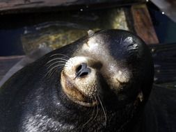 pacific fur seal sleeping on the ground