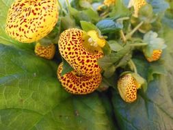 Calceolaria plants with yellow and orange spotted flowers
