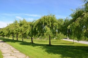 alley between green trees in the park on a sunny day
