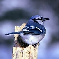 blue jay outdoors