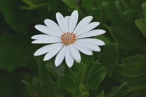 white perfect flower bloom