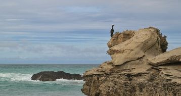 cormorant on a big stone on the south africa coast