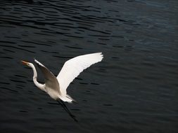 white heron in flight above dark water