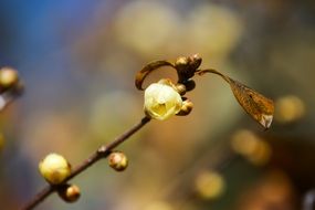 bush with tiny yellow flowers