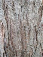 gray tree bark closeup