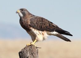 hawk like a predator