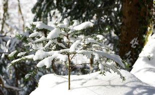 tree plant covered with snow