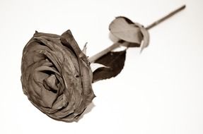 rose flower, black and white