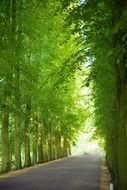 green alley in the park