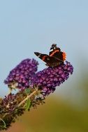 wild butterfly on the lilac flower