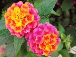 pink and orange spring flowers