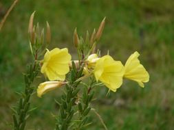Beautiful blossoming yellow primroses