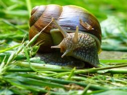 weinberschnecke in nature