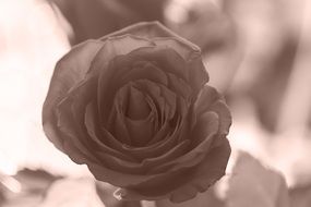 rose blossom sepia recording