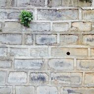 plant on a white brick wall