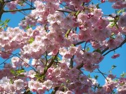 closeup photo of amazing pink cherry tree blossoms