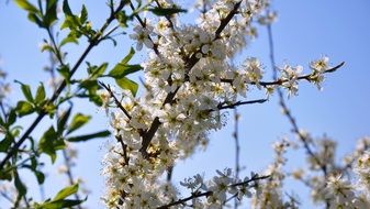 branch with white flowers on a forest tree