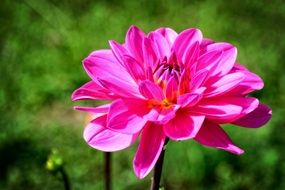 bright pink dahlia in the garden