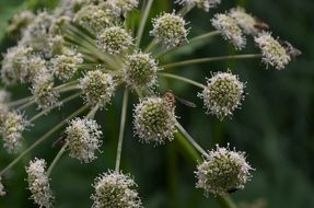 closeup photo of the white and green plants