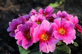 pink clematis in the garden