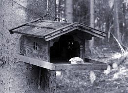 bird aviary feed