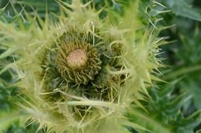 Green and yellow thistle flower