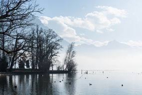 ducks on lake bared trees