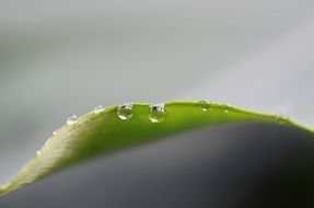 Macro picture of drops of water are on a leaf