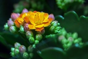 kalanchoe blossom