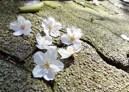 fallen sakura blossoms