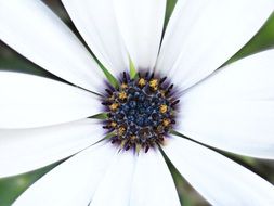 Blue,white and yellow flower, osteospermum