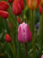colorful tulips in the garden