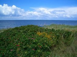 green coast of the island in Denmark