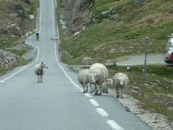 Sheeps in Norway