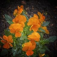 beautiful orange pansy flowers